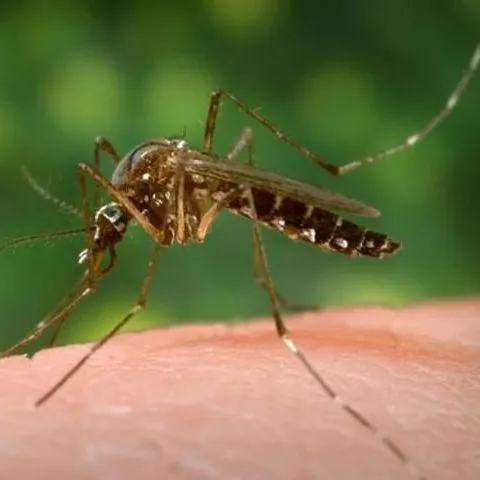 thumbnail for publication: Yellow Fever Mosquito Aedes aegypti (Linnaeus) (Insecta: Diptera: Culicidae)